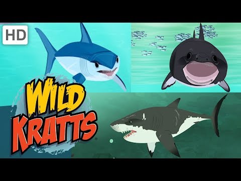 Wild Shark