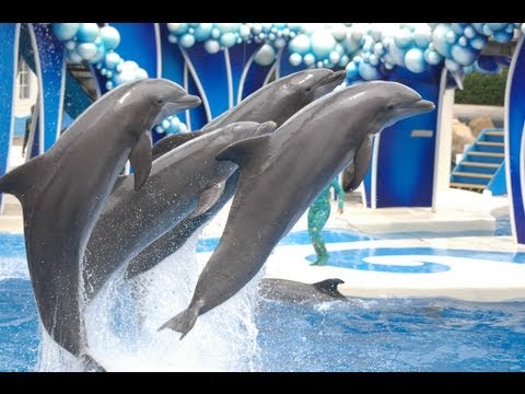 DOLPHIN QUEST SLOT